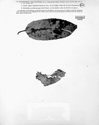 Phacidium lauri image
